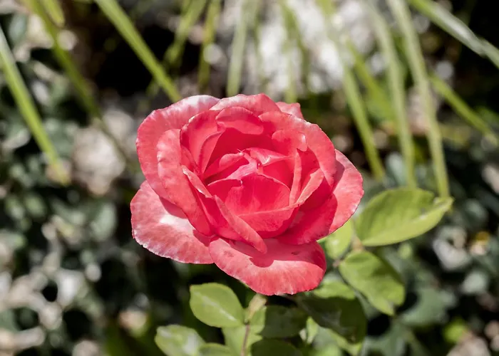 By The Sea Casa Alba Locos * Torrevieja